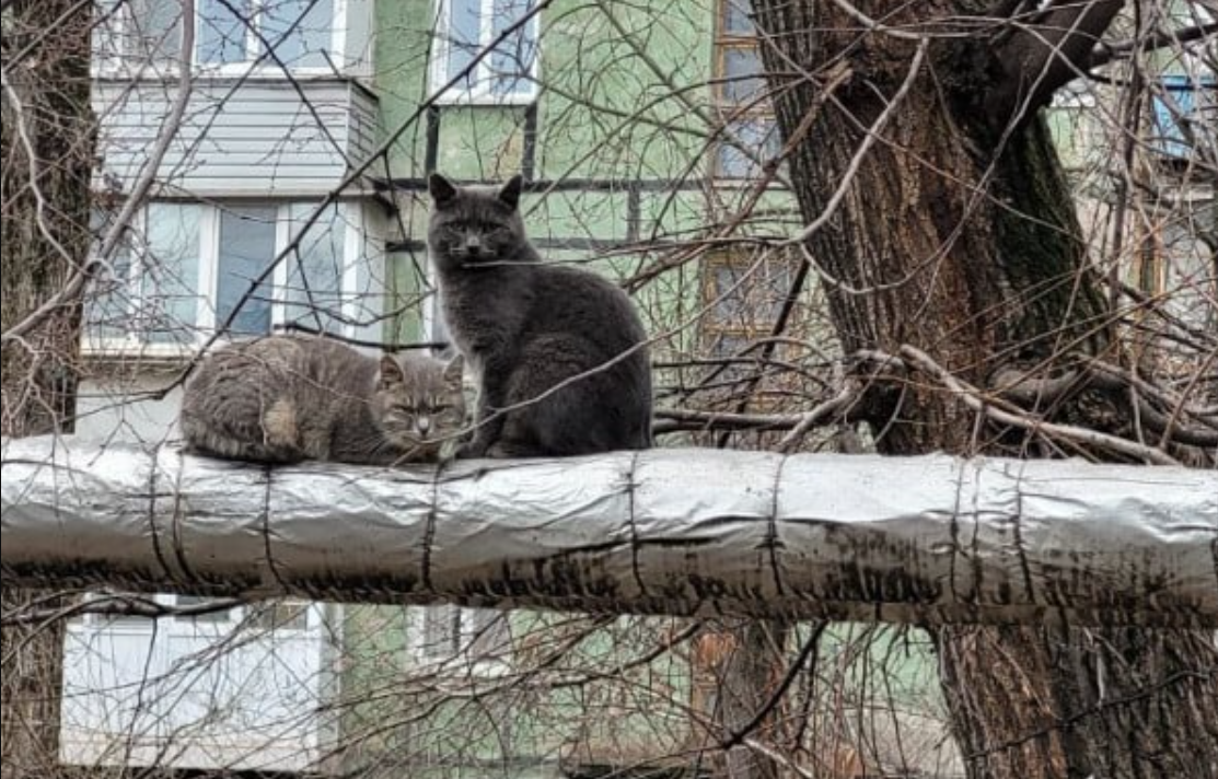 На Лозівщині через сказ у домашнього кота у селах Киселі та Кам'янка ввели карантин, у сусідньому Слобідському - режим спостереження, 09.01.2024