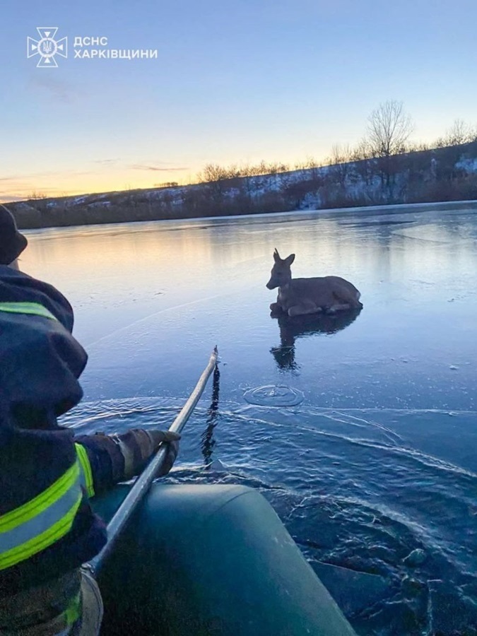 У Лозівському районі рятувальники витягли козулю з крижаної води, 16.12.2024